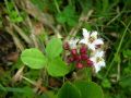 Menyanthes trifoliata